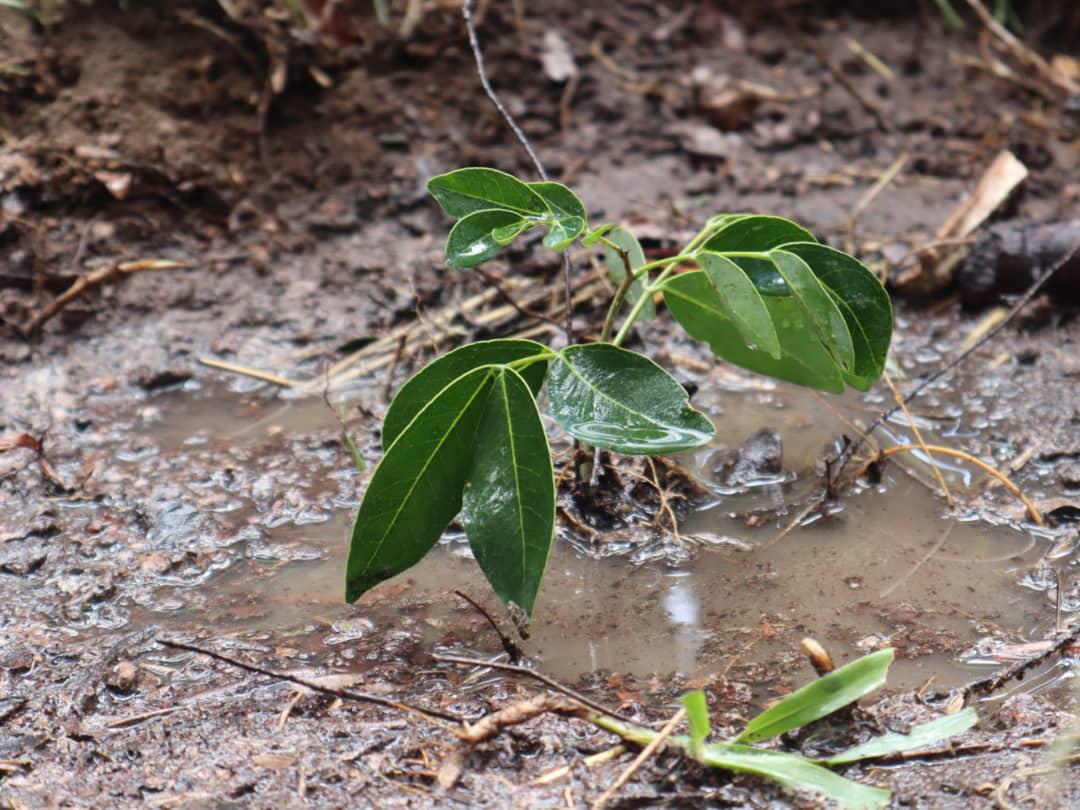 World Forest Day